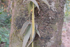 Oberonia brunoniana